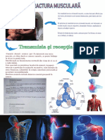 Contractura Musculara PDF