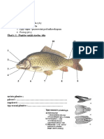 10 - LP - Ryby PDF