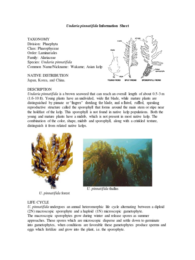 Undaria pinnatifida: Invasive Seaweed Guide | PDF | Organisms | Science