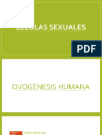 Células Sexuales.pptx
