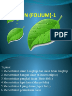 Daun (Folium) - 1