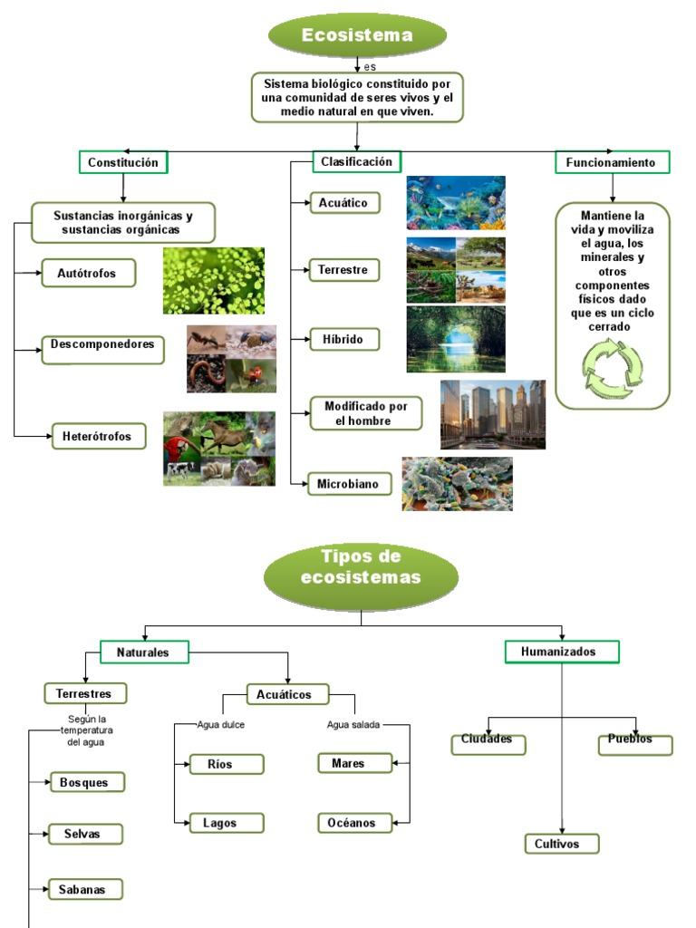 Mapa Conceptual de Ecosistemas para Niños | PDF | Ecosistema | Suelo