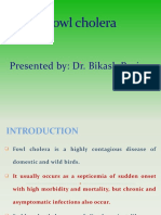 Fowl Cholera: Presented By: Dr. Bikash Puri