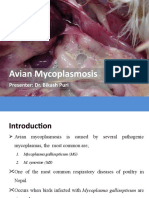  Avain Mycoplasmosis