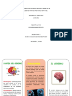 Funciones Del Cerebro Folleto PDF