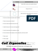 Organelos Células