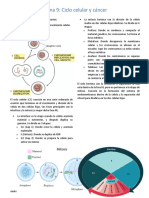 Ciclo Celular y Cancer