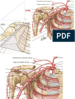 Artéria axilar e braquial: principais ramos e partes