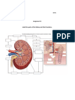 Label The Parts of The Kidney and Their Functions.: Name: Secton: Date