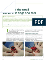 Surgeryofthesmall Intestineindogsandcats: Surgery