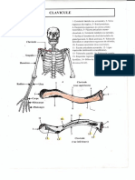 2 Schemas-Clavicule-Et-Scapula