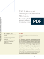DNA Replication and Transcription in Mammalian Mitochondria