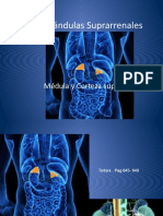 Glandulas Suprarrenales