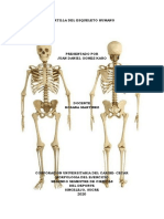 Cartilla Del Esqueleto Humano