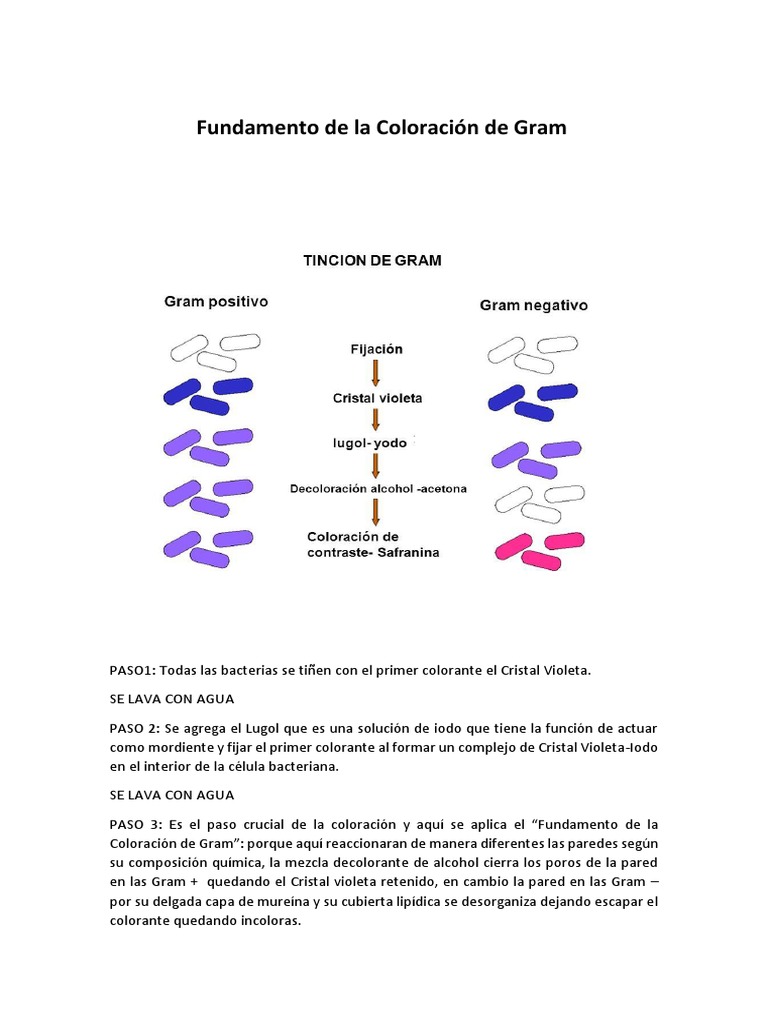 Fundamento de la Tinción de Gram | PDF