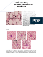 Práctica 5. Tejido Hemático y Hematopoyético - Ejercicios