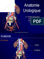 Anatomie Urologique.ppt