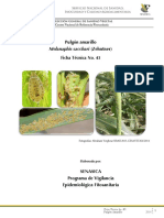 Ficha Técnica 43 - Pulgon Amarillo M. Sacchari