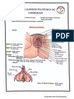 6. GRAFICOS DE GENITALES INTERNOS Y EXTERNOS CON DETALLE HISTOPATOLÓGICO, IRRIGACION E INERVACIÓN.pdf