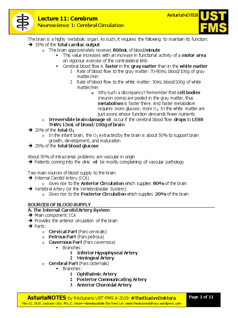 Lecture 11: Cerebrum: Neuroscience 1: Cerebral Circulation | PDF ...
