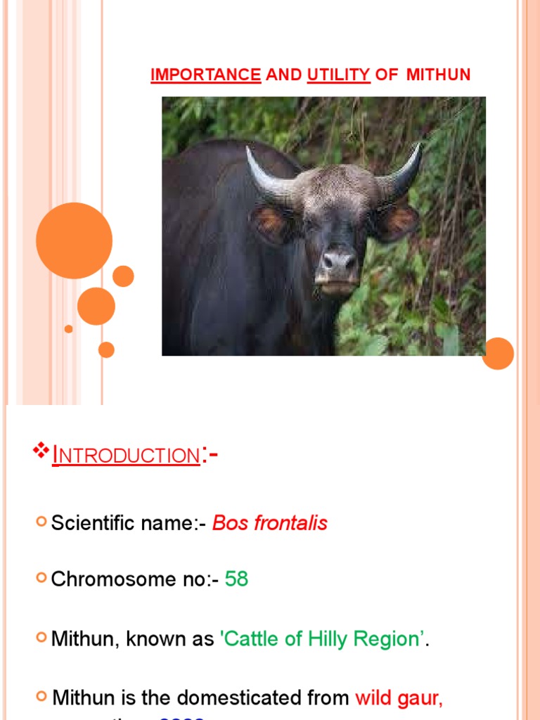 Mithun | PDF | Cattle | Livestock
