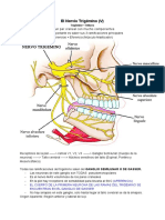 Par Craneal 5.pdf