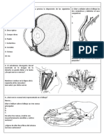 Examen Anatomía I PDF