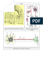 Temas Sistema Nervioso Solo FIGURAS