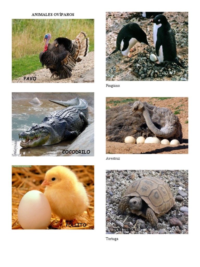 Animales Oviparos Viviparos y Ovoviviparos PDF