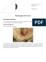 EQUINOS - Patologías del Casco.pdf