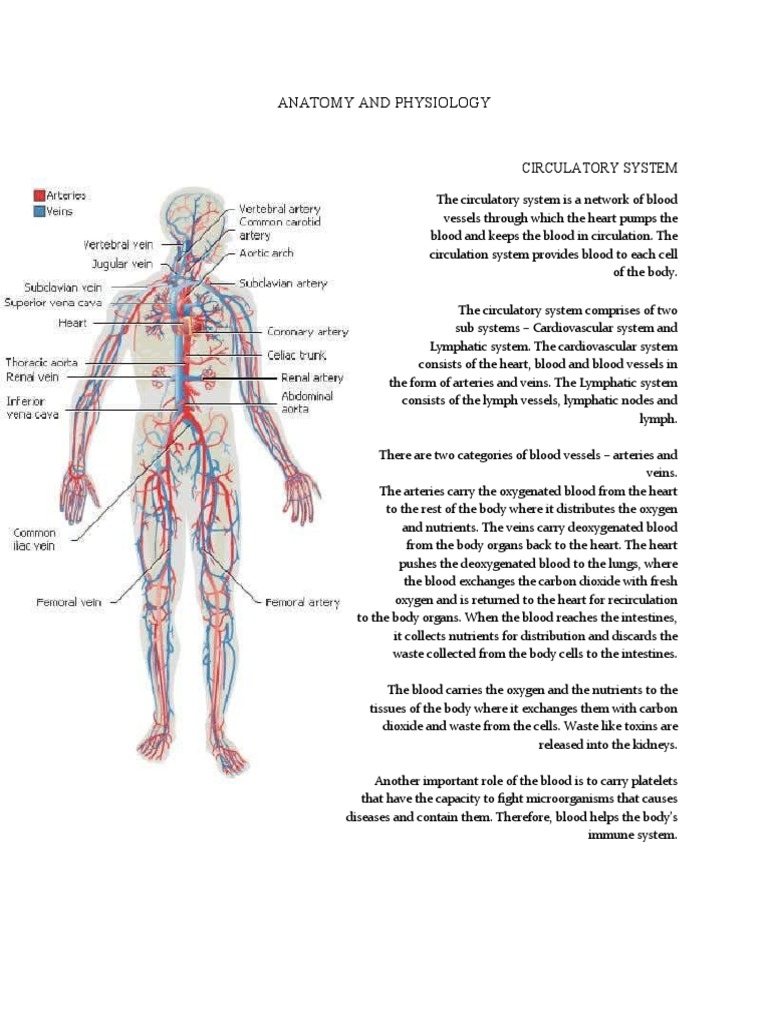 Anatomy and Physiology of Circulatory System | PDF | Lymph ...