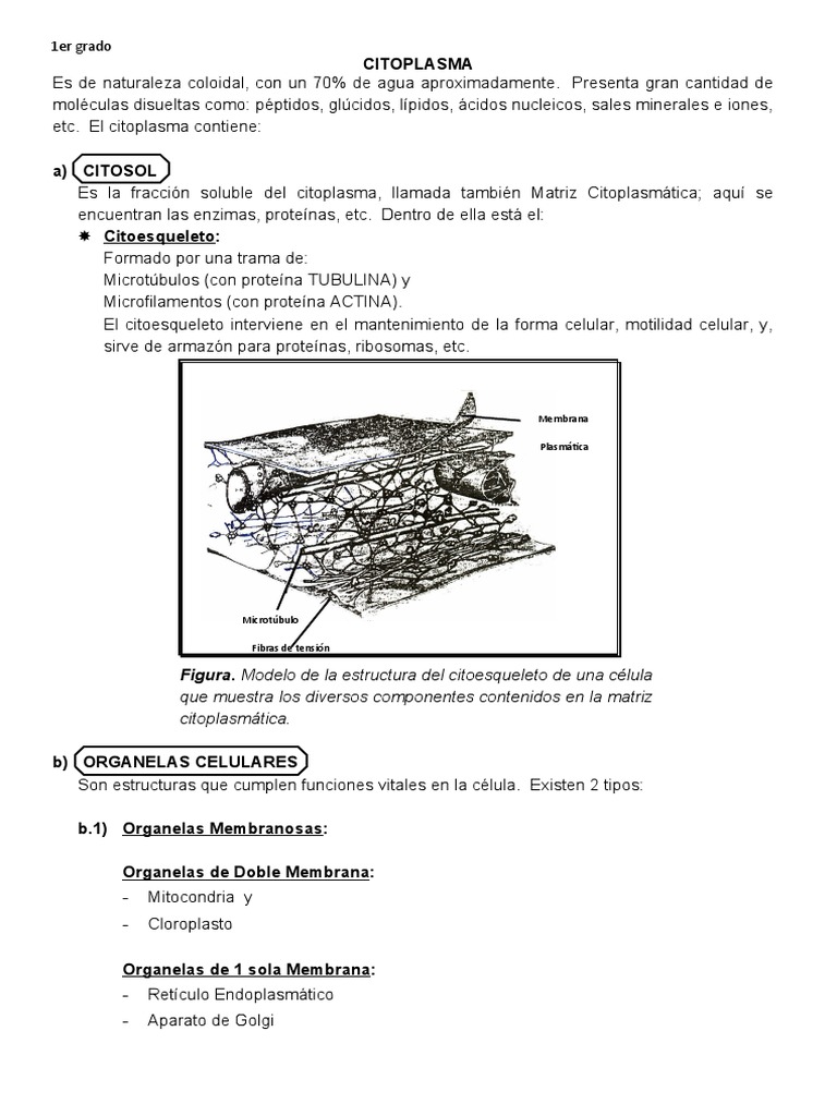 Estructura y Función del Citoplasma Celular | PDF | Citoplasma | Ribosoma
