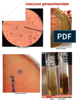 Streptocci and Enterococci Lab.pdf