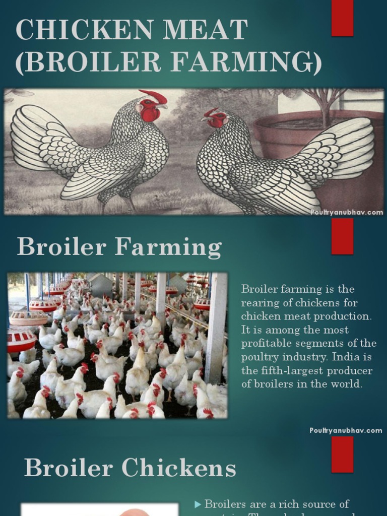 Chicken Meat (Broiler Farming) PDF Broiler Chicken