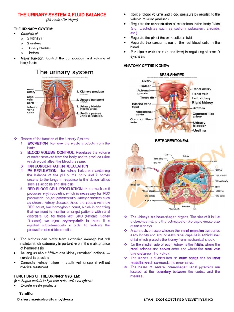 1 - The Urinary System and Fluid Balance - de Veyra - Silvano&tajala ...
