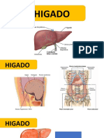 Higado - Anatomia