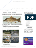 Analisa Usaha Budidaya Pembesaran Ikan Mas - Bibitikan