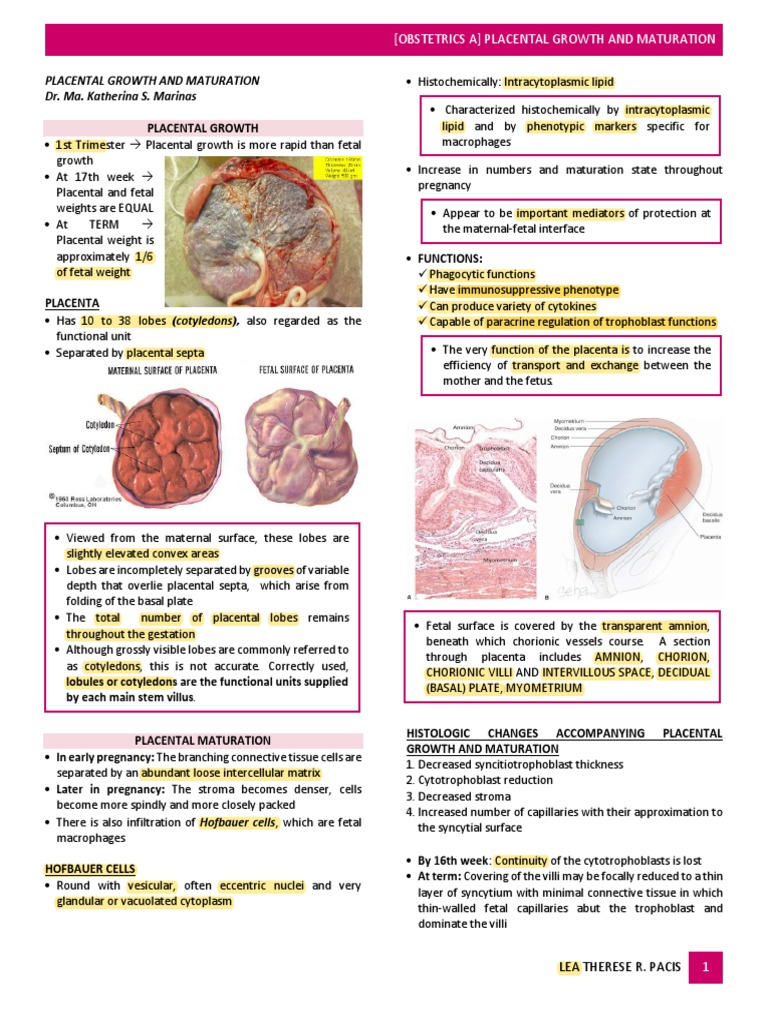 Placental Growth and Maturation Overview | PDF | Placenta | Fetus
