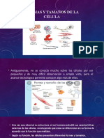 Formas y Tamaños de La Célula