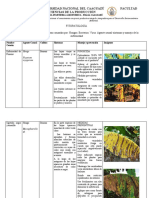 CLASE 9 Enfermedades Del Banano