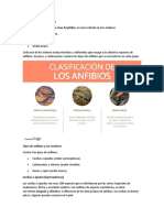 Clasificación de Los Anfibios