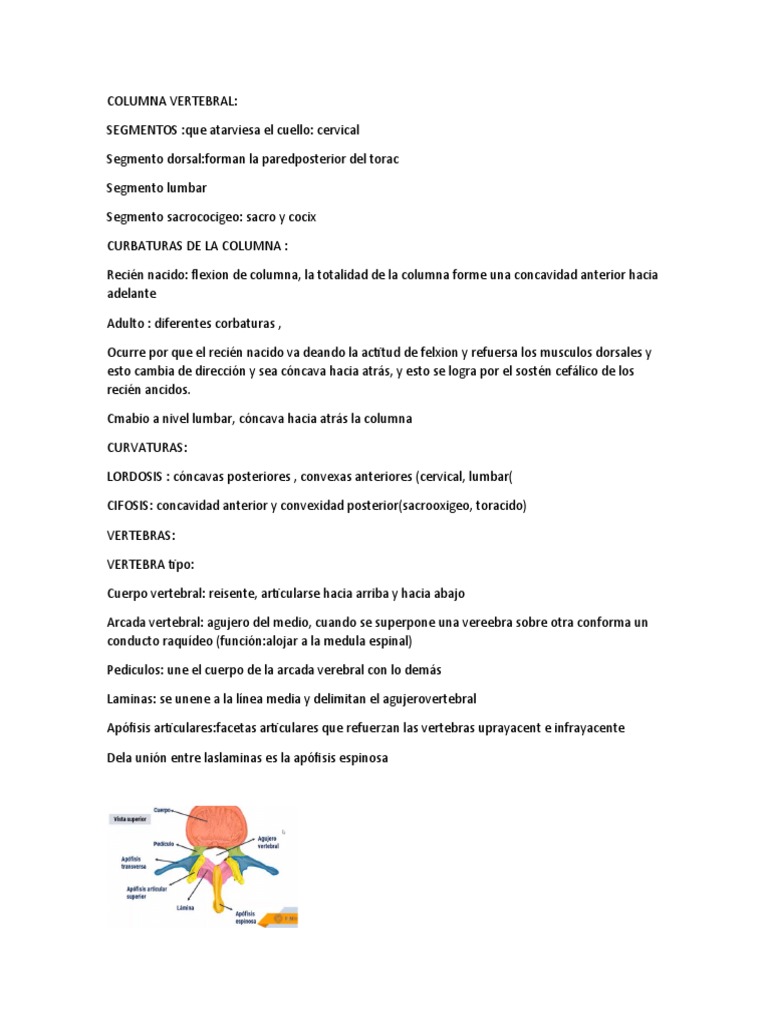 Estructura y Función de la Columna Vertebral | PDF | Vértebra | La ...