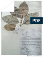 E14190063 - Aulia Ranti - Herbarium Nangka (Artocarpus Heterophyllus )