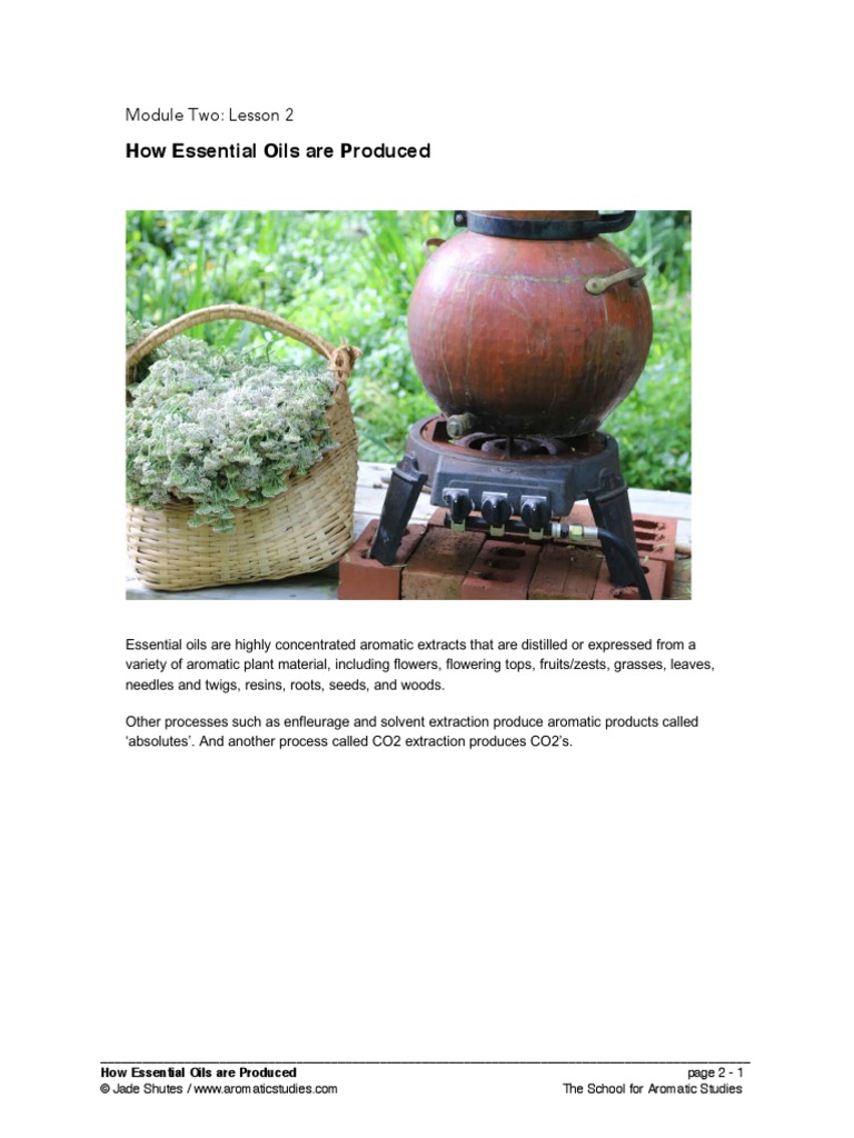 How Essential Oils Are Produced Module Two Lesson 2 PDF Essential
