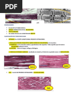 Estructura y Función de las Láminas de Rexed | PDF | Dolor | Neurona