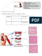 Seminario - Tejido Muscular