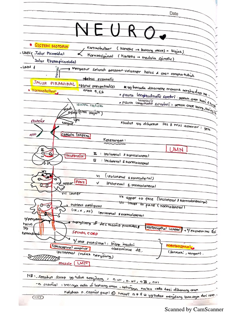 Catatan Neuro | PDF