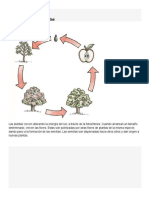 Ciclo de Vida de Las Plantas