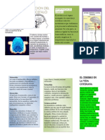 Actividad 5 - ¿Qué Tengo Dentro de Mi Cabeza - L.O PDF