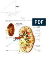 Sistemul Excretor SITE PDF